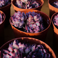 5'' Echeveria Dark Ice, Rare Live Succulent Plants