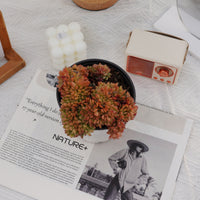 5'' Echeveria Fendi Crested, Rare Live Succulent Plants