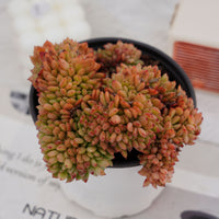 5'' Echeveria Fendi Crested, Rare Live Succulent Plants
