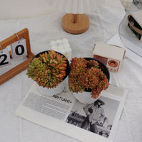 5'' Echeveria Fendi Crested, Rare Live Succulent Plants