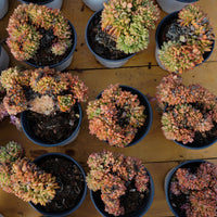 5'' Echeveria Fendi Crested, Rare Live Succulent Plants