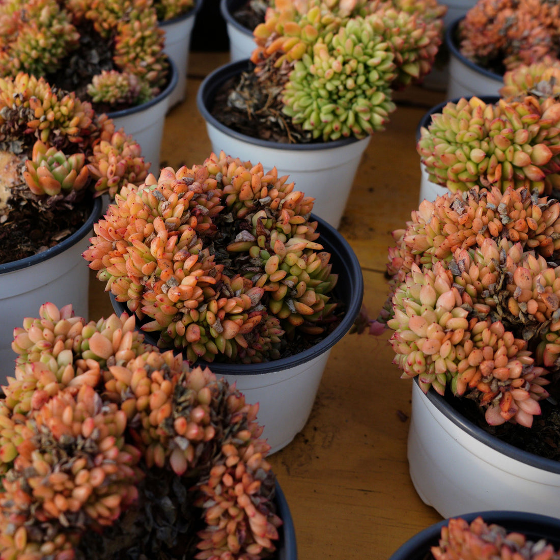 5'' Echeveria Fendi Crested, Rare Live Succulent Plants