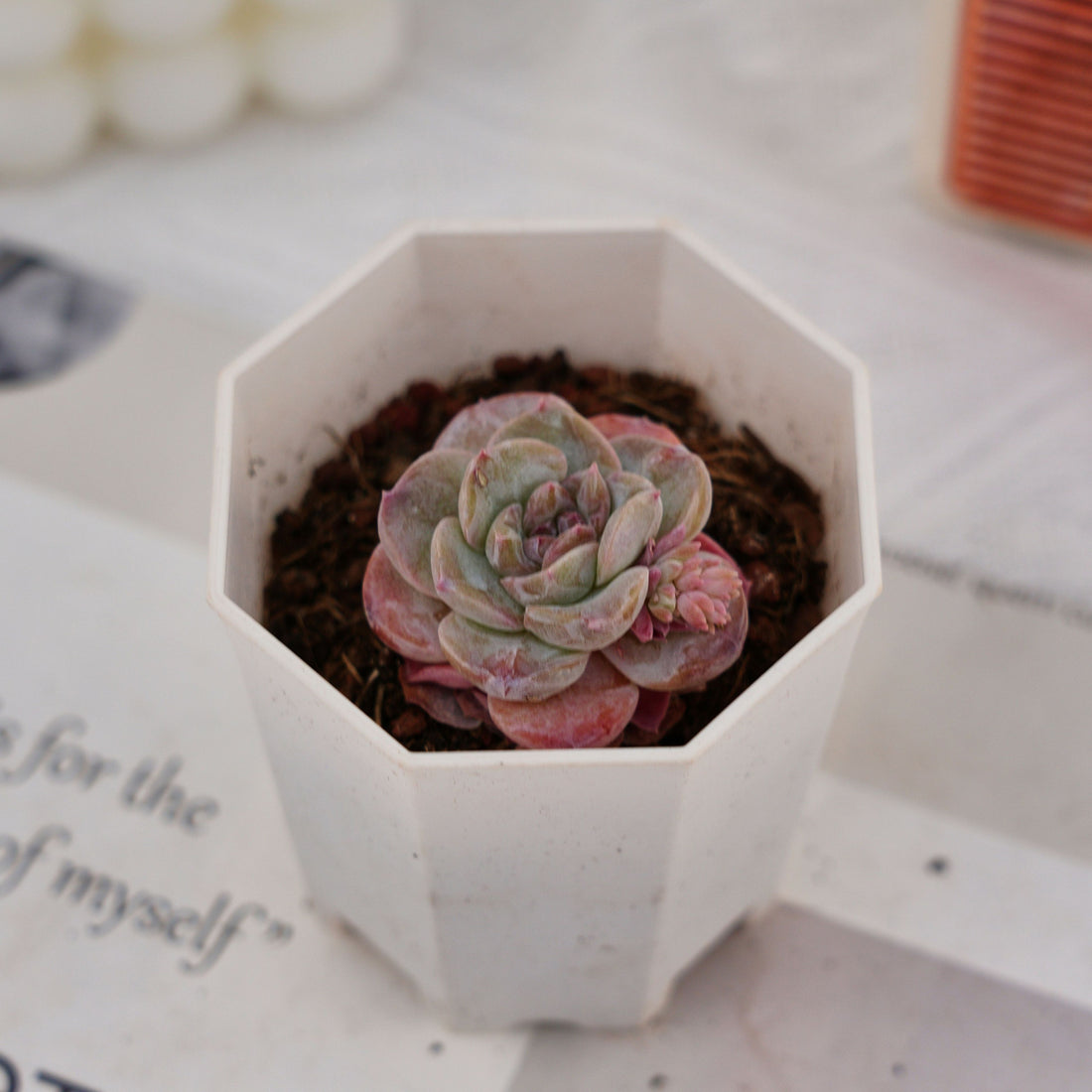 2'' Echeveria Purple Carrot, Rare Live Succulent Plants