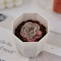 2'' Echeveria Purple Carrot, Rare Live Succulent Plants