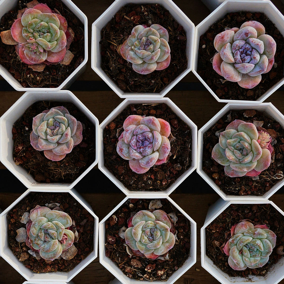 2'' Echeveria Purple Carrot, Rare Live Succulent Plants