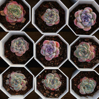 2'' Echeveria Purple Carrot, Rare Live Succulent Plants