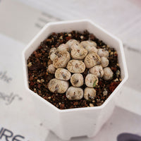 2.5'' Conophytum Obcordellum, Rare Live Succulent Plants