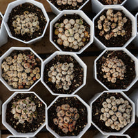 2.5'' Conophytum Obcordellum, Rare Live Succulent Plants