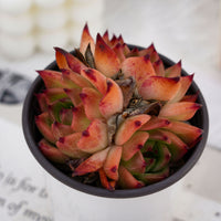 4'' Echeveria Caesar, Rare Live Succulent Plants