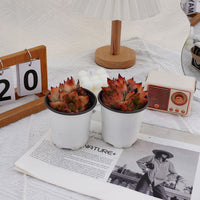 4'' Echeveria Caesar, Rare Live Succulent Plants