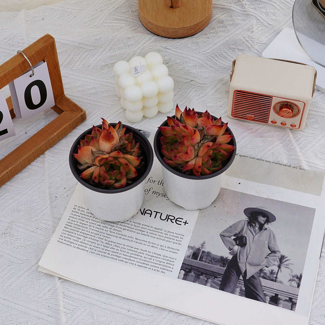 4'' Echeveria Caesar, Rare Live Succulent Plants