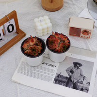 4'' Echeveria Caesar, Rare Live Succulent Plants