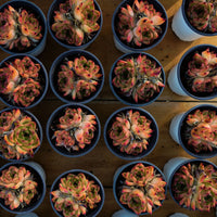 4'' Echeveria Caesar, Rare Live Succulent Plants