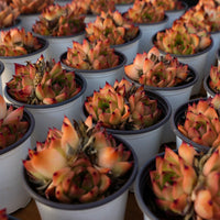 4'' Echeveria Caesar, Rare Live Succulent Plants