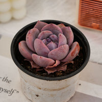3'' Echeveria Melbourne, Rare Live Succulent Plants