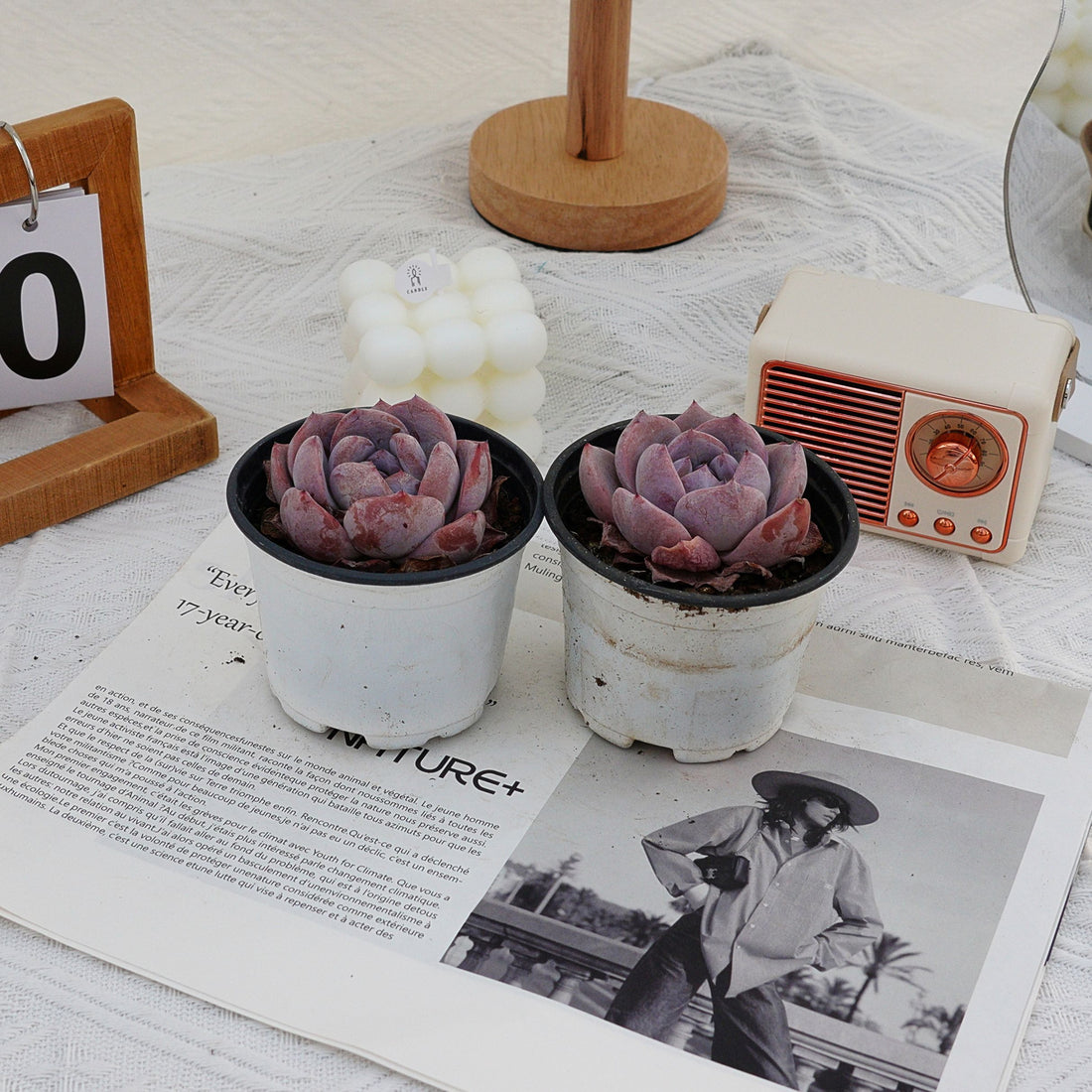3'' Echeveria Melbourne, Rare Live Succulent Plants