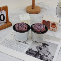 3'' Echeveria Melbourne, Rare Live Succulent Plants