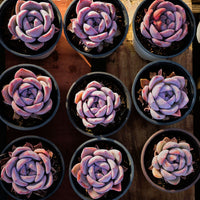 3'' Echeveria Melbourne, Rare Live Succulent Plants