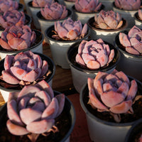 3'' Echeveria Melbourne, Rare Live Succulent Plants