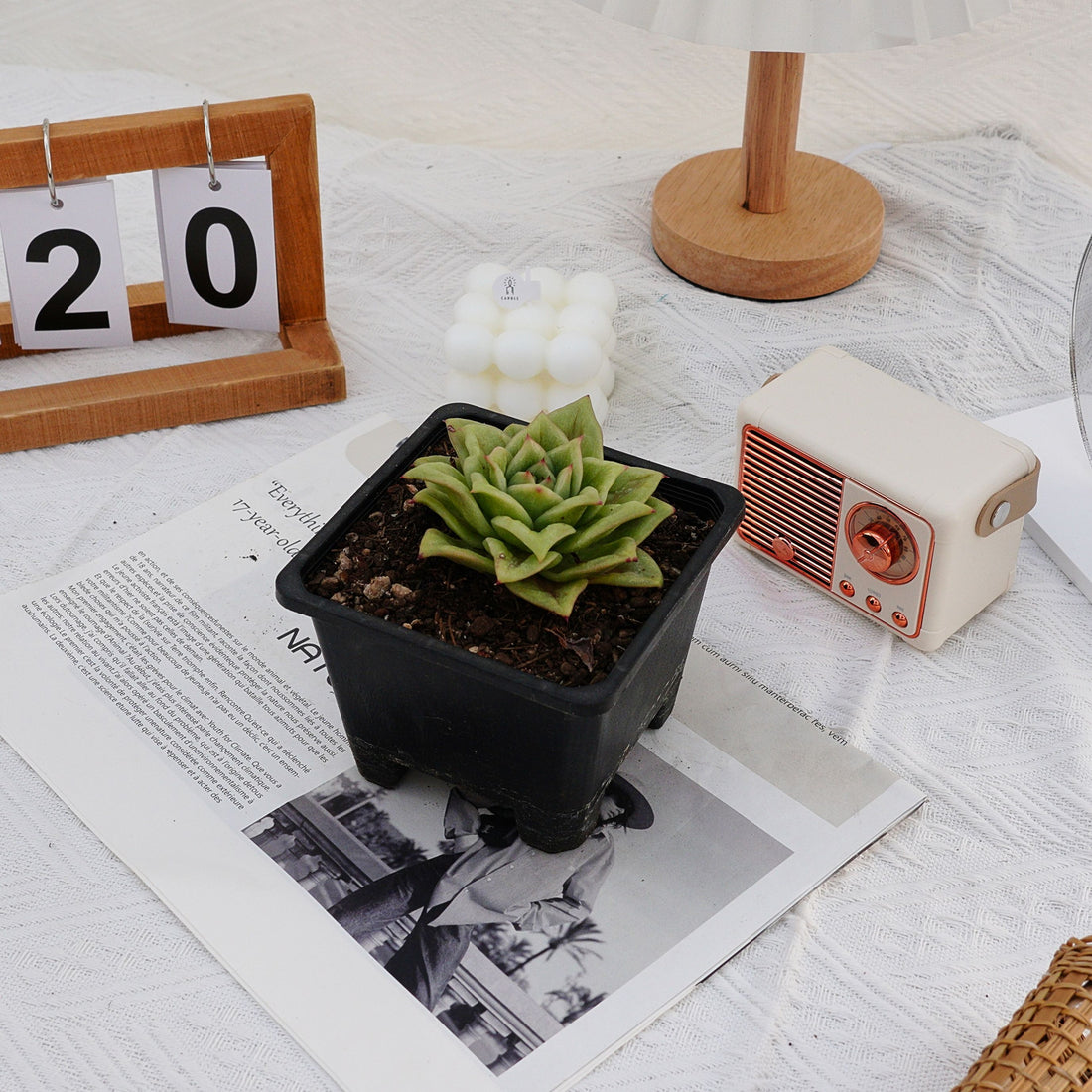 4'' Echeveria Multiflora Rose, Rare Live Succulent Plants
