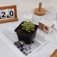 4'' Echeveria Multiflora Rose, Rare Live Succulent Plants