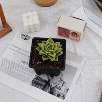 4'' Echeveria Multiflora Rose, Rare Live Succulent Plants