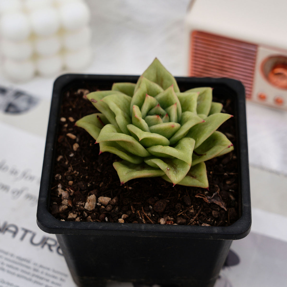 4'' Echeveria Multiflora Rose, Rare Live Succulent Plants