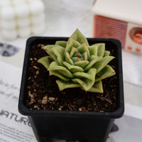 4'' Echeveria Multiflora Rose, Rare Live Succulent Plants