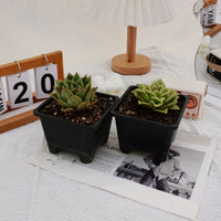 4'' Echeveria Multiflora Rose, Rare Live Succulent Plants