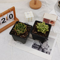 4'' Echeveria Multiflora Rose, Rare Live Succulent Plants