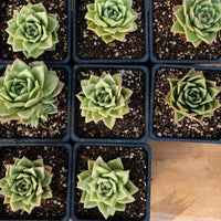 4'' Echeveria Multiflora Rose, Rare Live Succulent Plants