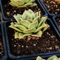 4'' Echeveria Multiflora Rose, Rare Live Succulent Plants