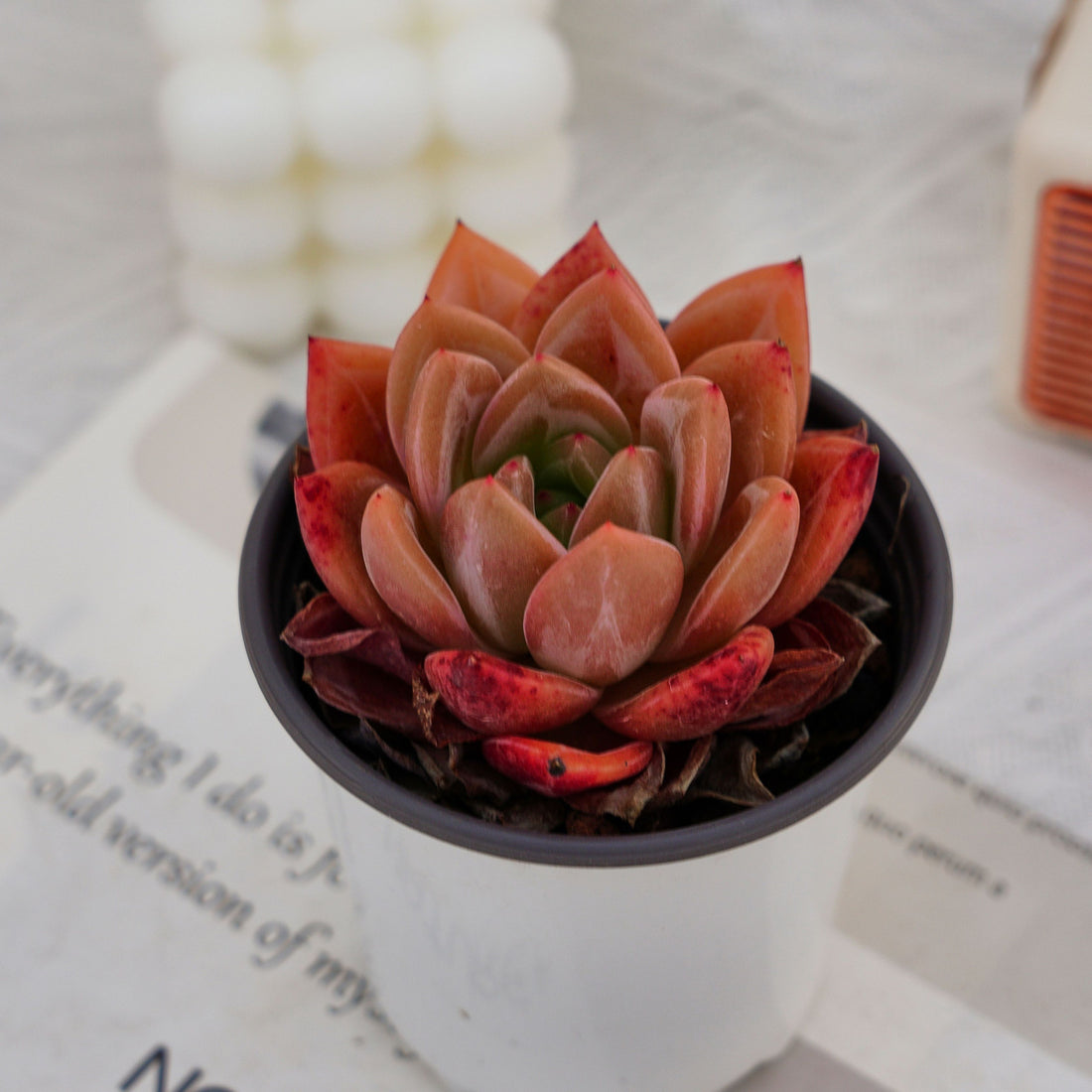 4'' Echeveria Purple Champagne, Rare Live Succulent Plants
