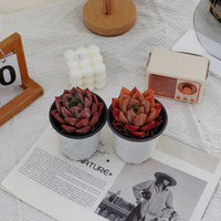 4'' Echeveria Purple Champagne, Rare Live Succulent Plants