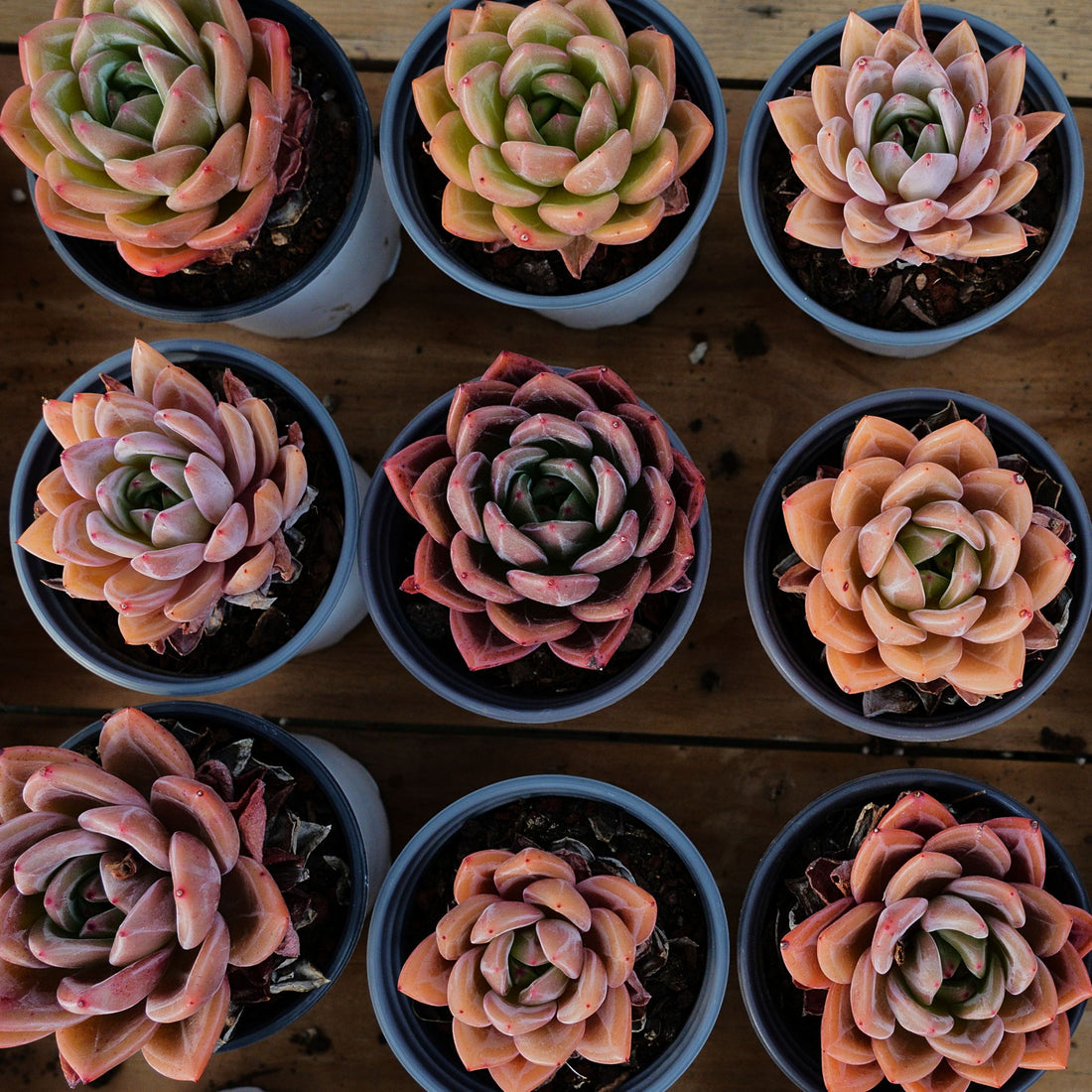 4'' Echeveria Purple Champagne, Rare Live Succulent Plants