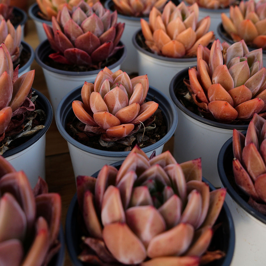 4'' Echeveria Purple Champagne, Rare Live Succulent Plants
