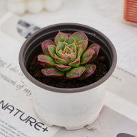 3'' Echeveria Longissima Round Leaf, Rare Live Succulent Plants