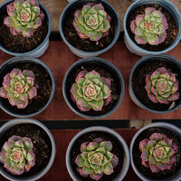 3'' Echeveria Longissima Round Leaf, Rare Live Succulent Plants