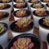 3'' Echeveria Longissima Round Leaf, Rare Live Succulent Plants