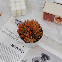 4'' Echeveria Red Umbrella, Rare Live Succulent Plants
