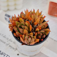 4'' Echeveria Red Umbrella, Rare Live Succulent Plants