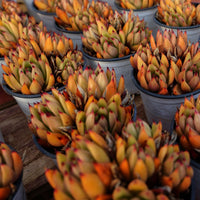 4'' Echeveria Red Umbrella, Rare Live Succulent Plants