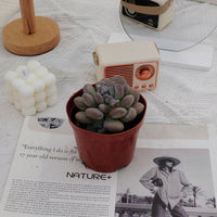 4'' Pachyphy Amazoness, Rare Live Succulent Plants