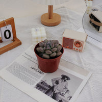 4'' Pachyphy Amazoness, Rare Live Succulent Plants