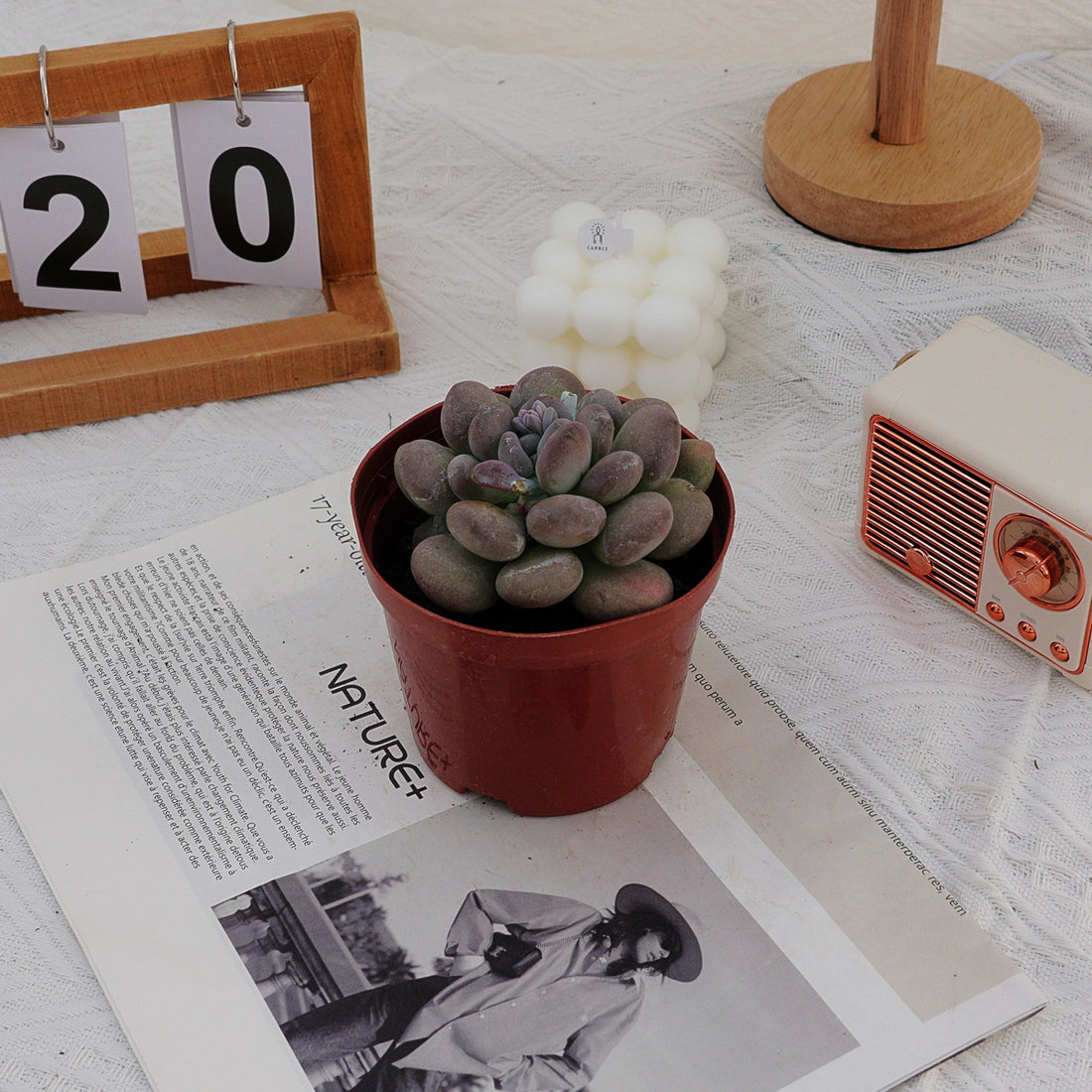 4'' Pachyphy Amazoness, Rare Live Succulent Plants