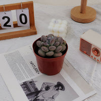 4'' Pachyphy Amazoness, Rare Live Succulent Plants