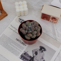 4'' Pachyphy Amazoness, Rare Live Succulent Plants