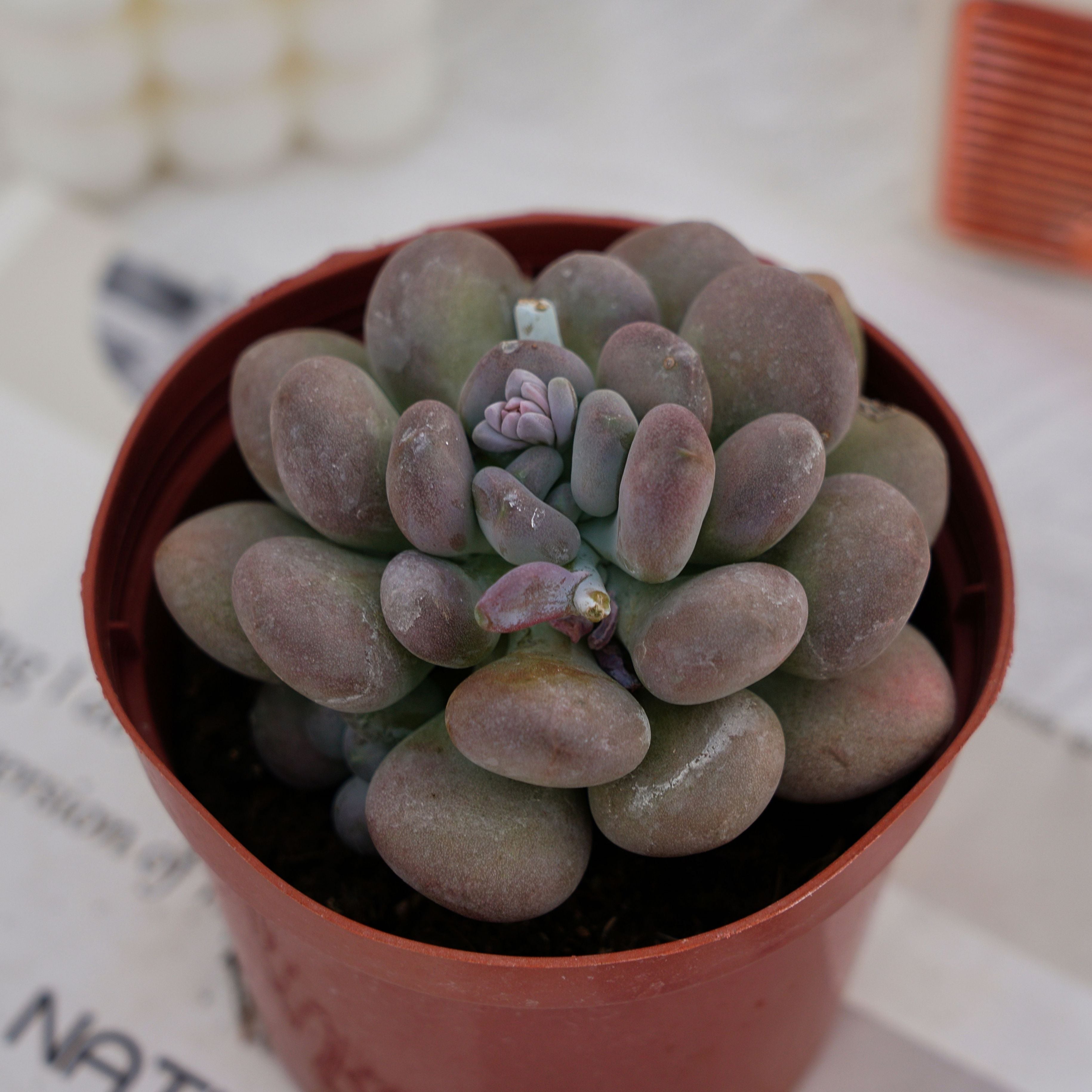 amazonia succulent 4'' Pachyphy Amazoness, Rare Live Succulent Plants