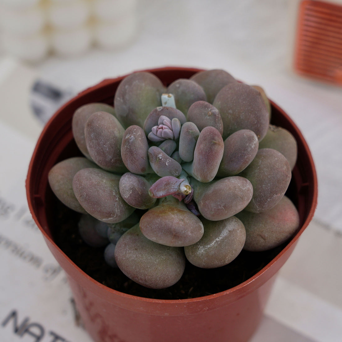 4'' Pachyphy Amazoness, Rare Live Succulent Plants
