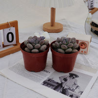 4'' Pachyphy Amazoness, Rare Live Succulent Plants